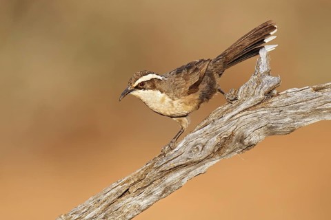 White-browed Babbler (Pomatostomus superciliosus), Victoria, Australia