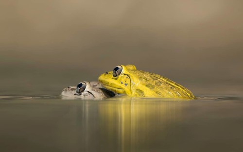 Male and female Indian bullfrog (Hoplobatrachus tigerinus) in a pond, sreepur, Gazipur, bangladesh