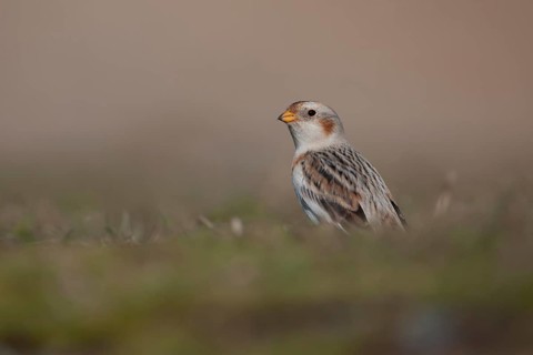 Snow bunting (Plectrophenax nivalis) adult bird on a coastal grassland in winter, Norfolk, England,