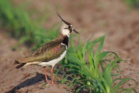 Northern Lapwing (Vanellus vanellus) female on a field, North Rhine-Westphalia, Germany