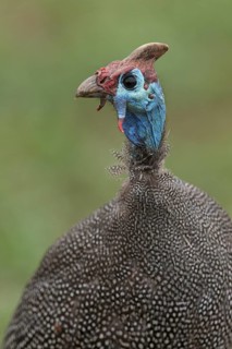 Helmeted Guineafowl (Numida meleagris), Mpumalanga, South Africa