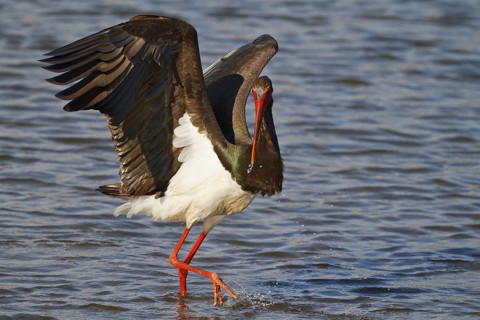 Black Stork (Ciconia nigra) foraging, Greece