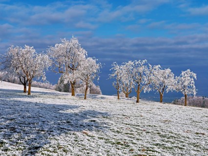 Winter landscape with trees and meadows in hoarfrost, Beinwil, Freiamt, Canton of Aargau,
