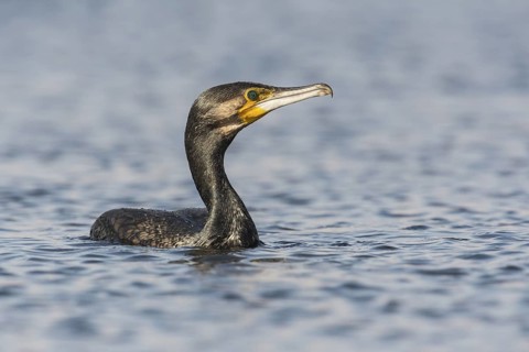 Great Cormorant (Phalacrocorax carbo), Eilat, Israel