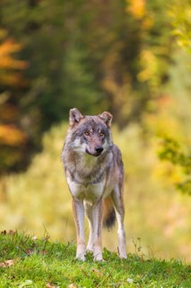 A eurasian gray wolf (Canis lupus lupus) stands on a meadow on a hill with a colourful foliage in