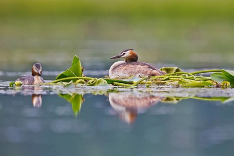 Great Crested Grebe (Podiceps cristatus) pair on nest, Bavaria, Germany