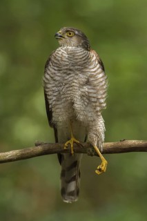 Eurasian Sparrowhawk (Accipiter nisus), Utrecht, Netherlands