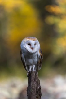 One barn owl (Tyto alba) sitting on top of a tree stump.Trees in autumnal colors in the distant
