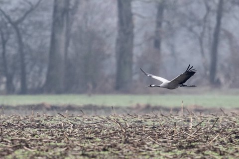 Cranes (Grus grus), flying, Fischerhuder Wümmeniederung, Lower Saxony, Germany