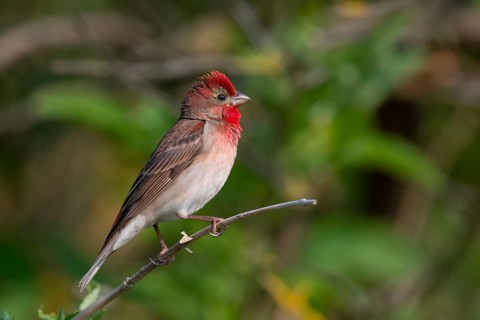 Common Rosefinch (Carpodacus erythrinus) male, Mecklenburg-Western Pomerania, Germany