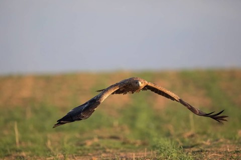 Juvenile Iberian Eagle (Aquila adalberti), Spanish imperial eagle, Extremadura, Castilla La Mancha,