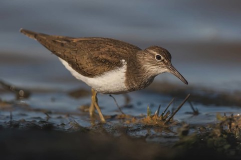 Common Sandpiper (Actitis hypoleucos), Schleswig-Holstein, Germany