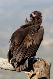 Cinereous Vulture (Aegypius monachus) perched on a branch, Castile and Leon, Spain