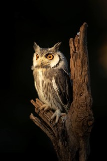 Southern White-faced Owl (Ptilopsis granti) captive, Germany