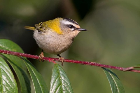 Firecrest, Regulus ignicapillus, Roitelet à triple bandeau, Roitelet triple-bandeau, Reyezuelo