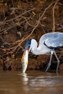 Cocoi Heron (Ardea cocoi) Pantanal Brazil