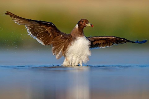 Hemprich's Gull, (Ichthyaetus hemprichii), (Larus hemprichii), Fish Eagle Gull Salalah, Raysut,
