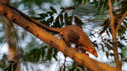 Pangolin climbing a tree, White-bellied pangolin (Phataginus tricuspis, Manis tricuspis), Western