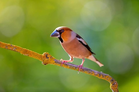 A hawfinch (Coccothraustes coccothraustes), Rhine-Palatinate district, Tiszaalp-r, Kiskuns-gi