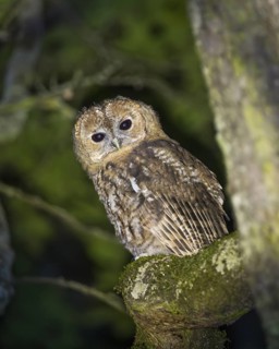 Tawny owl (Strix aluco), Westend Nord, Frankfurt am Main, Hesse, Germany