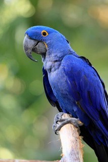 Hyacinth Macaw (Anodorhynchus hyacinthinus), adult on wait, Pantanal, Brazil, South America