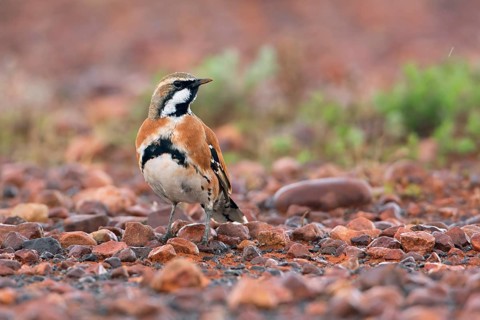 Cinnamon Quail-thrush (Cinclosoma cinnamomeum) male, South Australia, Australia