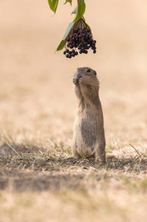 One European ground squirrel (Spermophilus citellus) or European souslik standing erected in dry
