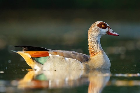 Egyptian Goose (Alopochen aegyptiaca), North Rhine-Westphalia, Germany
