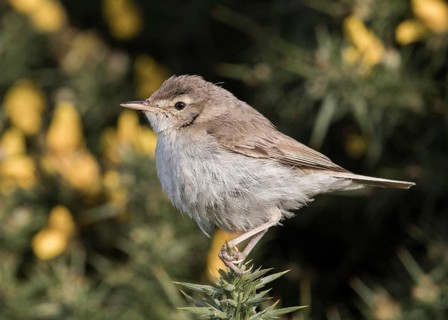 Booted Warbler (Iduna caligata) perched on a branch, Wales, United Kingdom