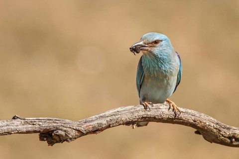 European Roller (Coracias garrulus), perched on a branch with spider on beak, Castile-La Mancha