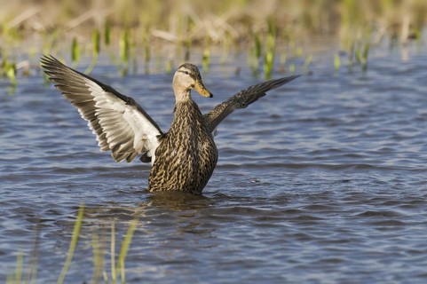 Mottled Duck (Anas fulvigula), Florida, USA