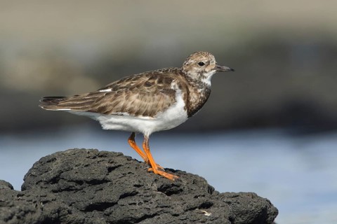 Ruddy Turnstone (Arenaria interpres), Victoria, Australia