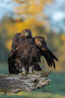One golden eagle (Aquila chrysaetos) sitting on a broken and rotting log with fall foliage in the