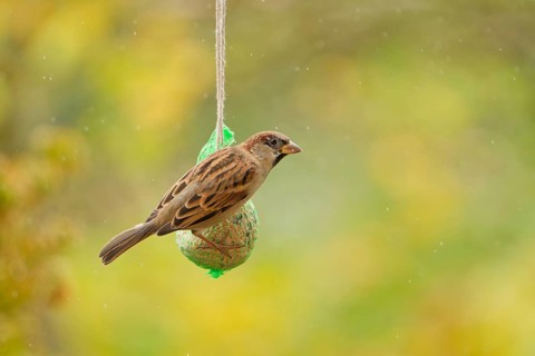 House sparrow (Passer domesticus) feeding from hanging suet feeder during light rain in autumn