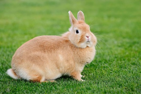 Dwarf rabbit (Oryctolagus cuniculus forma domestica) in a meadow, North Rhine-Westphalia, Germany