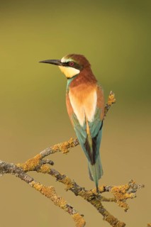 European Bee-eater (Merops apiaster) perched on a lichen branch, Serbia