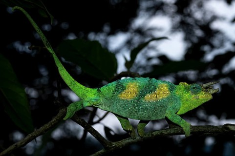 Three-horned chameleon (Trioceros jacksonii), male, Bwindi Impenetrable Forest National Park,