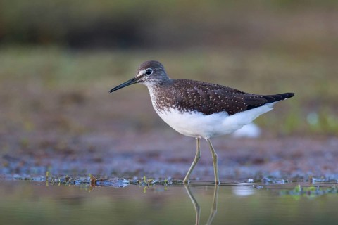 Green Sandpiper (Tringa ochropus) foraging, North Rhine-Westphalia, Germany