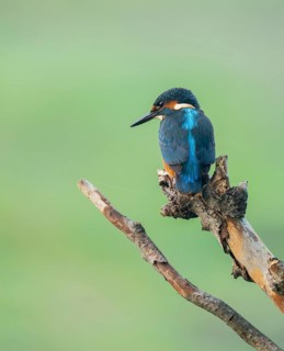 Kingfisher (Alcedo atthis) sitting on an old branch, perch and looking for prey, Lower Saxony,