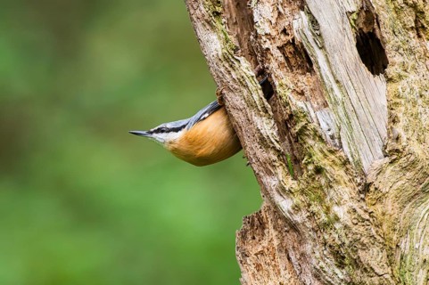 Eurasian nuthatch (Sitta europaea) sitting on an old wrotten tree trunk at a swamp, Bavaria,