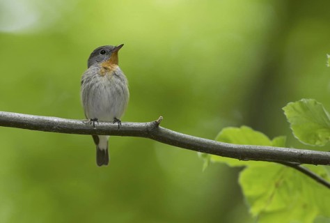 Red-breasted Flycatcher (Ficedula parva), Mecklenburg-Western Pomerania, Germany