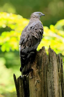 Honey buzzard (Pernis apivorus), adult, perch, vigilant, in summer, Šumava, Czech Republic