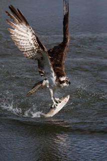 Western osprey (Pandion haliaetus) fishing, Finland