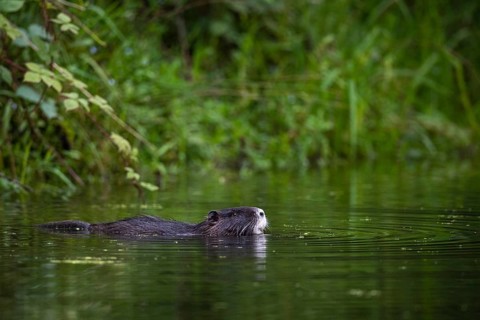 Nutria (Myocastor coypus) in a body of water, Osnabrück, Lower Saxony, Germany