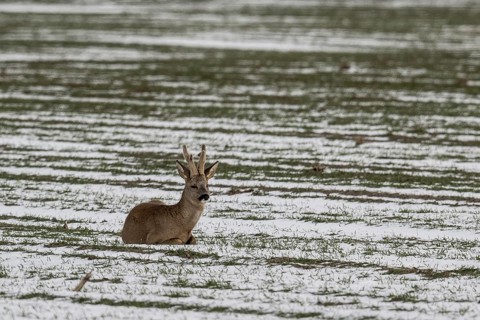 Roe deer (Capreolus capreolus), Lower Saxony, Germany