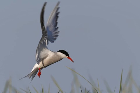 Common Tern (Sterna hirundo) flying, Lower Saxony, Germany