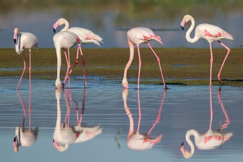 Greater Flamingo (Phoenicopterus roseus) group foraging in shallow water, Greece