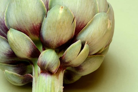 Artichoke, close-up, (Cynara scolymus)