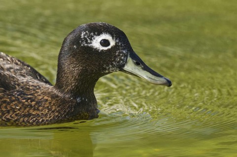 Laysan Duck (Anas laysanensis), Hawaii