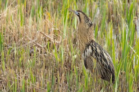 Great or Eurasian bittern (Botaurus stellaris) adult bird in a reedbed in spring, RSPB Minsmere